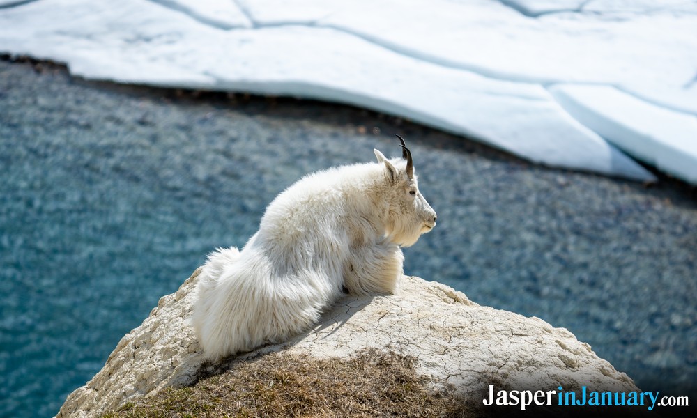 January Sights in Jasper