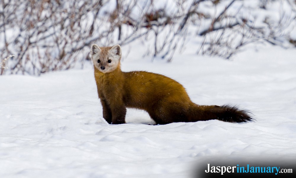 Mammals in Jasper During January