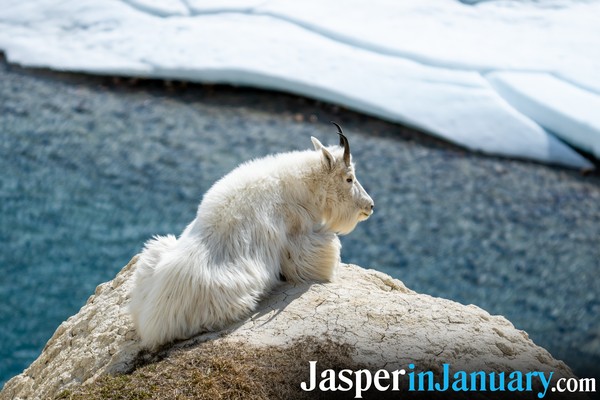 Wildlife Seen in Jasper during January